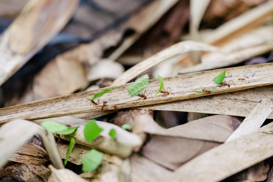 What Leafcutter ants could teach us about culturally evolved human farming